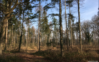 Wald 1