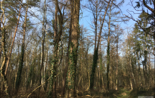 Wald 2